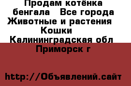 Продам котёнка бенгала - Все города Животные и растения » Кошки   . Калининградская обл.,Приморск г.